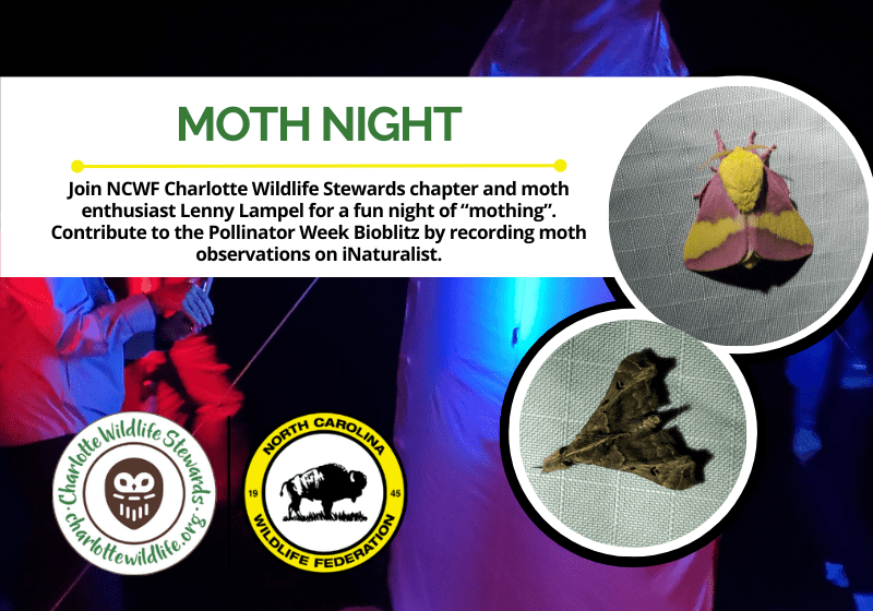 MothNightPollinatorWeek
