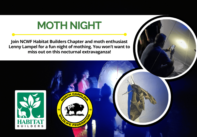 MothNightWaxhaw