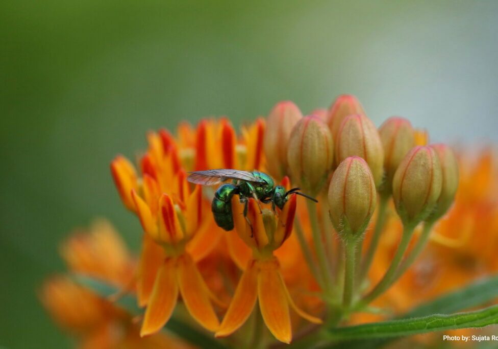 A bee finding nectar in a cluster of butterfly weed flowers.