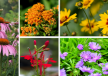 A collage of native plants.