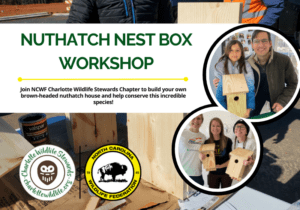 NuthatchNestboxWorkshop