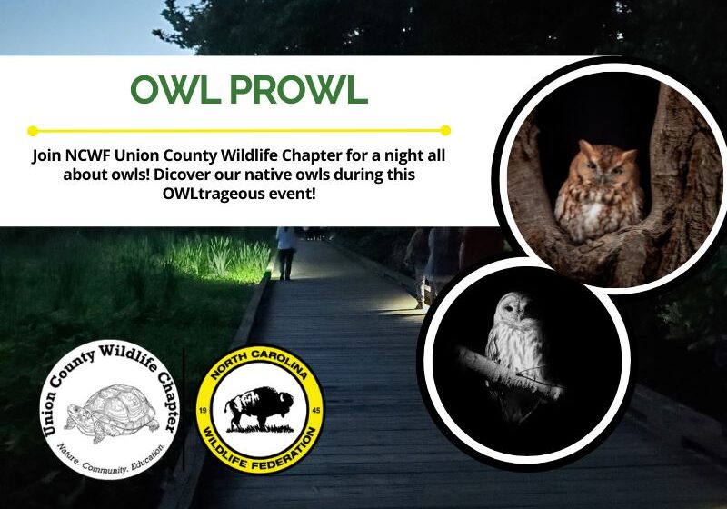 OwlProwl