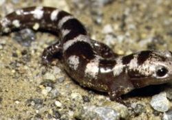 A marbled salamander crawling on sandy ground.