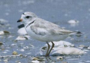 A piping plover stands on the beach