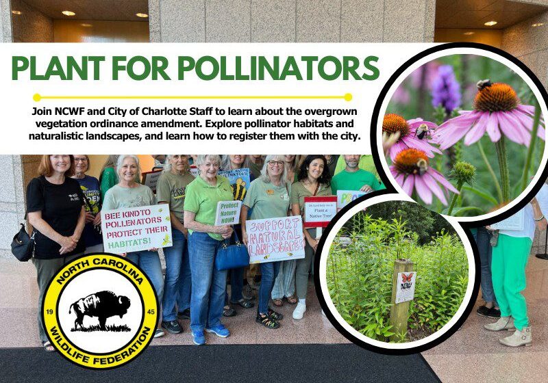 PlantForPollinators