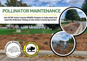 PollinatorMaintenance