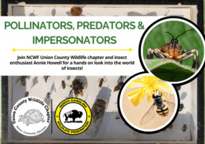 PollinatorsPredatorsImpersonators