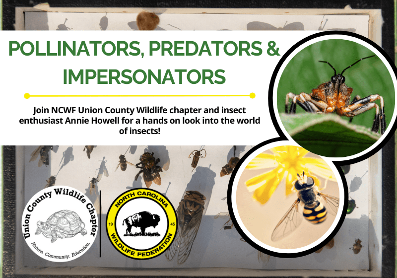 PollinatorsPredatorsImpersonators