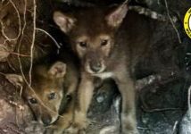 Red Wolf Update Six week old Red Wolf pups in an acclimation pen on Alligator River National Wildlife Refuge prior to their release into the wild with their parents, 2409F and 2371M. Photo by USFWS