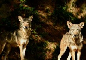 There are two new residents at the Red Wolf Center on Pocosin Lakes National Wildlife Refuge in Columbia, NC: 4-year-old red wolf brothers. Photo by Robert Wilcox, Durham Life and Science Museum
