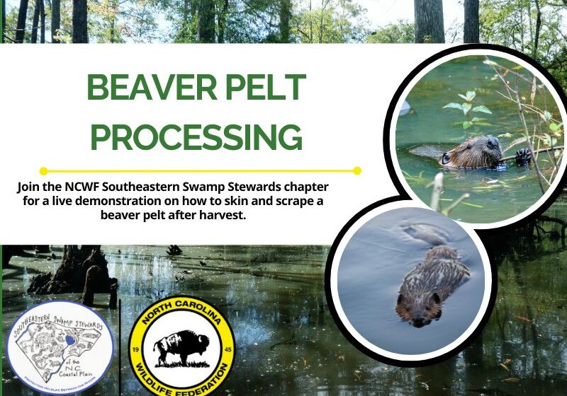 SSSbeaverpelt