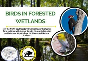 SSSbirdsinwetlands