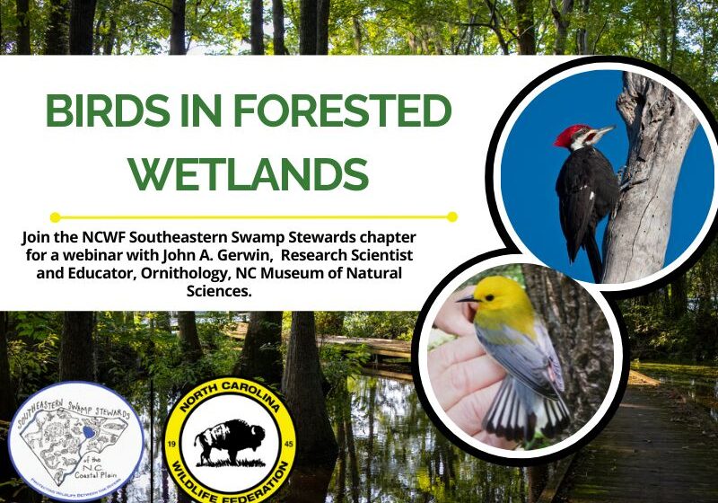 SSSbirdsinwetlands