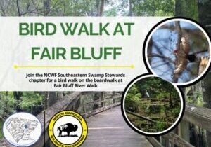 SSSbirdwalkfairbluff SSSbirdwalkfairbluff