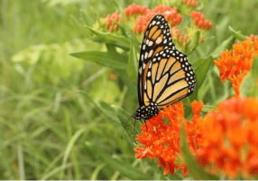 Monarch perching on butterfly weed.