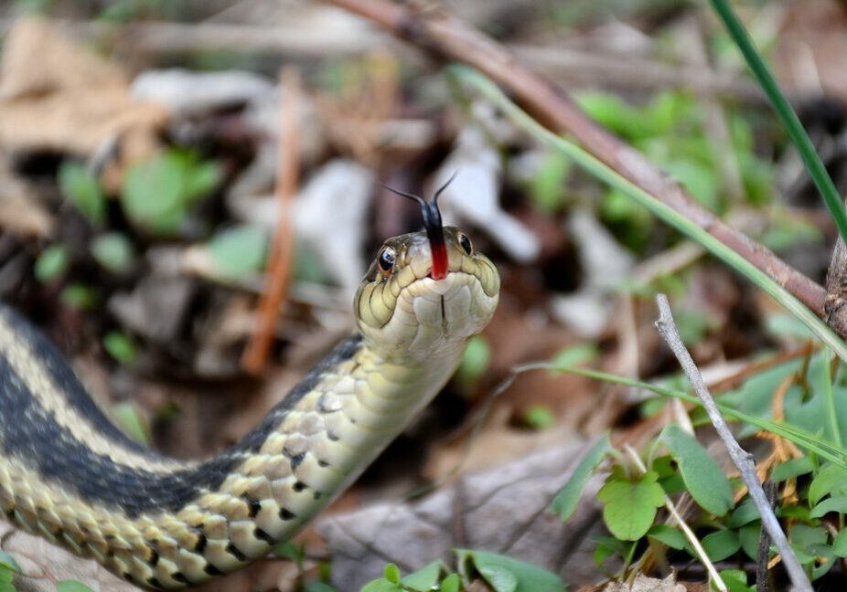 A common garter snake sniffing the air with its forked tongue.