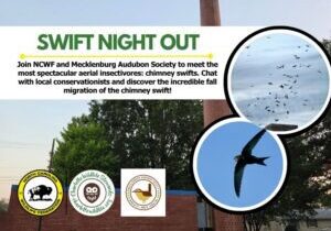 SwiftNightOutHeader