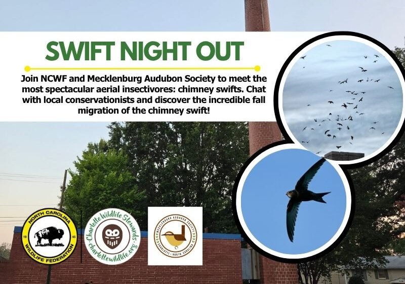 SwiftNightOutHeader