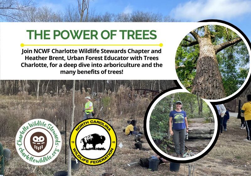 ThePowerOfTreesCompleted