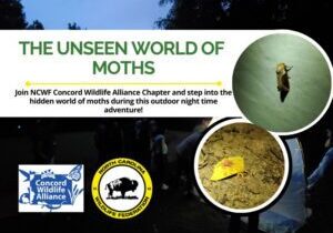 UnseenWorldofMoths
