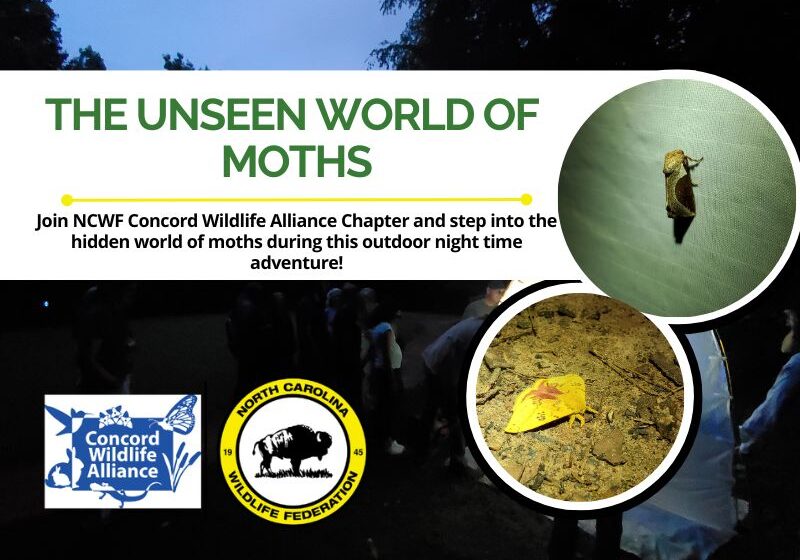 UnseenWorldofMoths