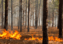 prescribed fire working through a pine forest