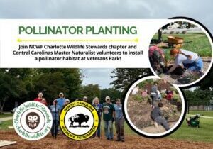 VeteransParkPollinatorPlanting