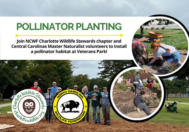 VeteransParkPollinatorPlanting