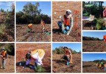 November 22, Atlantic White Cedar Tree Planting: In partnership with Apex Clean Energy and Pocosin Lakes National Wildlife Refuge, NCWF and NCWF Wildlife Habitat Stewards of Northeastern NC teamed up for this large-scale Atlantic white cedar habitat restoration project! Earlier in November, over 30,000 seedlings were planted by contractors, and on the 22nd, volunteers from across the Albemarle-Pamlico peninsula came together to plant over 350 seedlings by hand in an afternoon of community and grassroots conservation