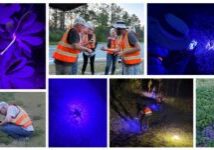 May 16, Frosted Elfin Caterpillar Survey: NCWF Wildlife Habitat Stewards of Northeastern NC went out to Chowan Swamp Game Land to continue their support for frosted elfin monitoring efforts, but this time, they went out in search of bioluminescent elfin caterpillars. Black lights in hand, volunteers scanned the tops of the sundial lupine flowers, where the caterpillars are most often observed feeding, with hopes of seeing a glowing caterpillar on their host plant. No frosted elfin caterpillars were spotted, but volunteers enjoyed the evening sounds of birdsong from species like Eastern whip-poor-wills, summer tanagers, and Chuck-will ’s-widow–North America’s largest nightjar, that breeds in North Carolina’s coastal and piedmont oak and pine woodlands. 