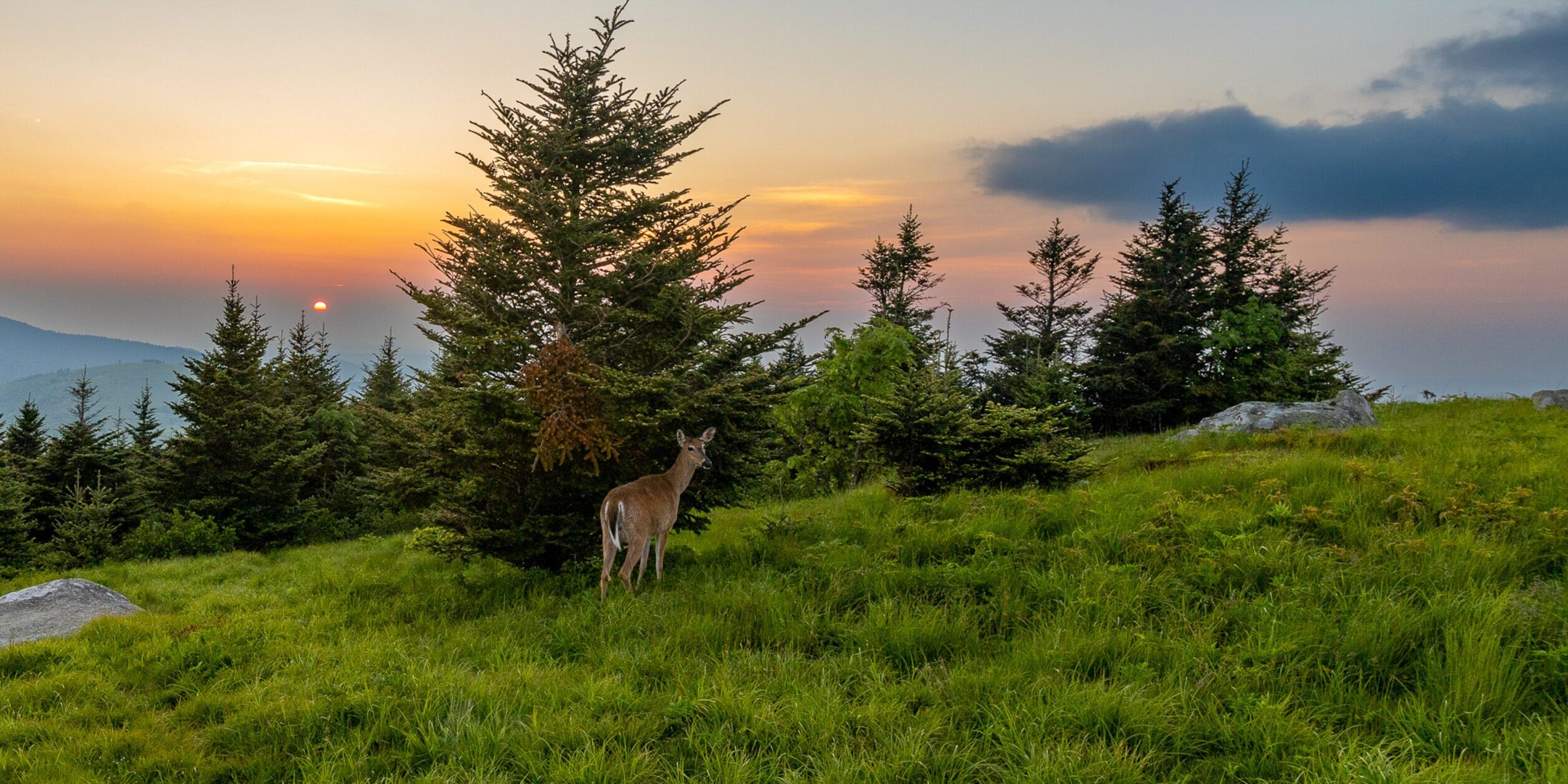 Wayne Britt-White-tailed deer and sunset-Photo Contest