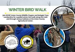 WinterBirdWalk