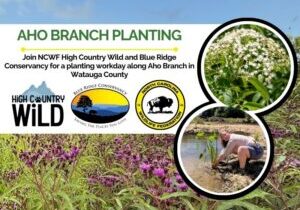 ahobranch