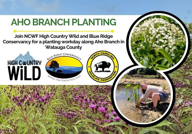 ahobranch