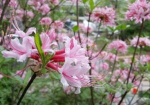 Azalea, Rhododendron Canescens