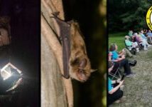 bat survey bat survey