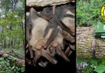 bats bats