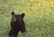 Photo: Black Bear (Ursus americanus) by Cassia Rivera, NCWF Photo Contest Submission