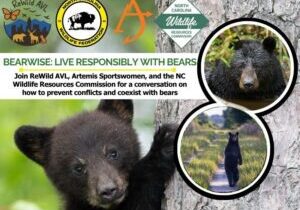 bears