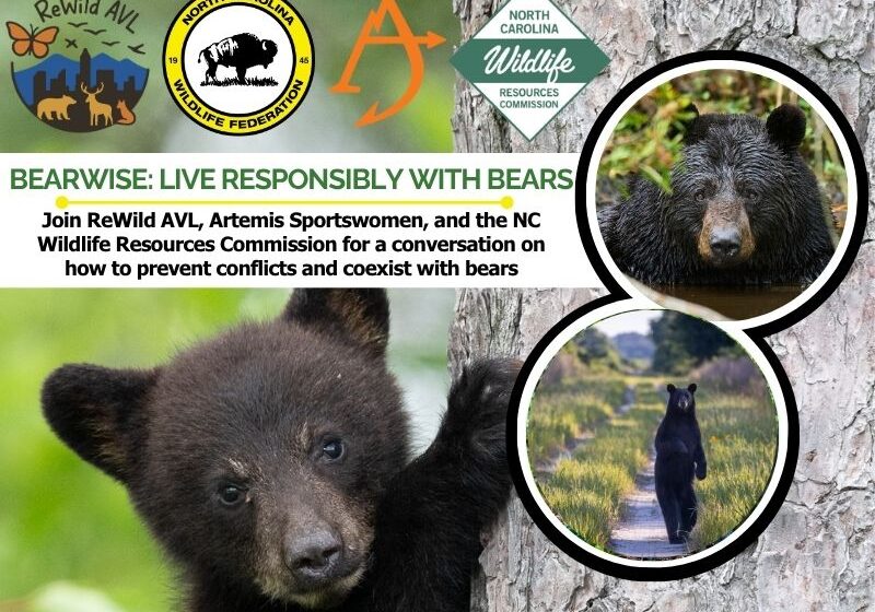 bears