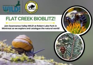 bioblitz