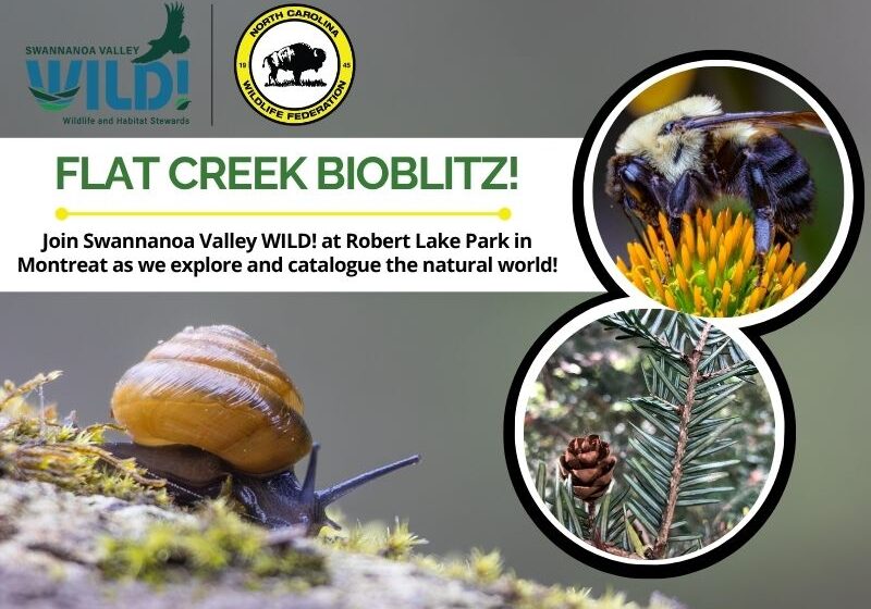 bioblitz