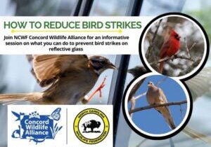 birdstrike