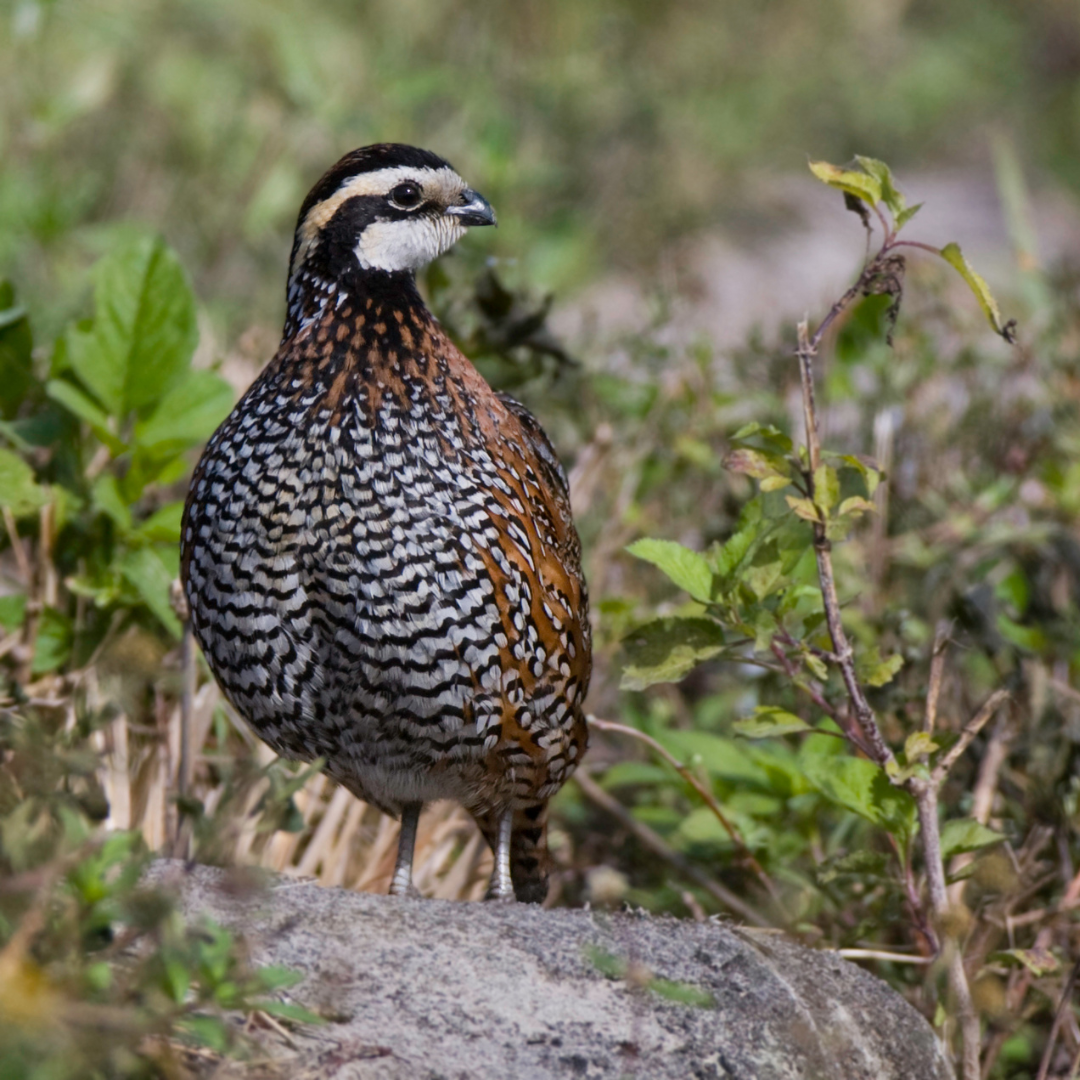 bobwhite bobwhite