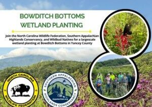 bowditchplanting