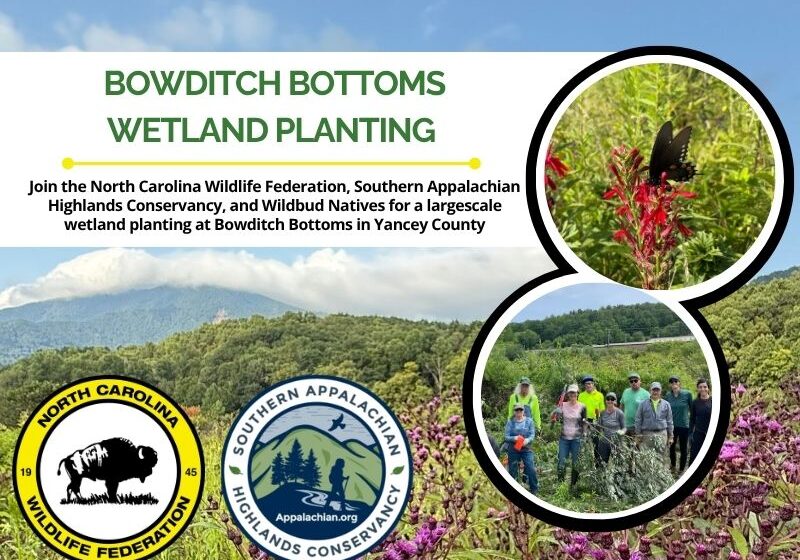 bowditchplanting