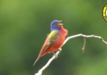 Photo: Eastern painted bunting (Passerina ciris) by Haley Harris, NCWF Photo Contest Submission