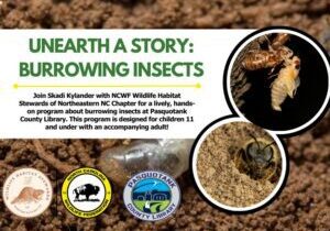 burrowinginsects