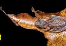 Spring peeper by Jacob Long, NCWF Photo Contest Submission