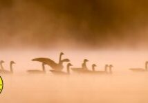 Canada geese (Branta canadensis) by Ryan Imperio, NCWF Photo Contest Submission